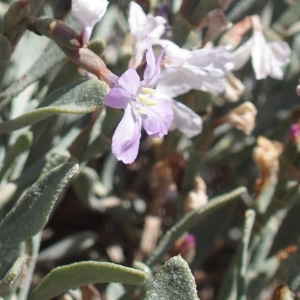 Photographie n°714387 du taxon Limoniastrum monopetalum (L.) Boiss. [1848]