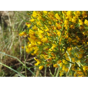 Genista salzmannii DC. (Genêt de Salzmann)