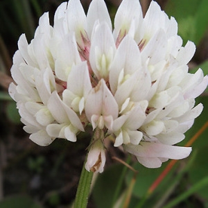 Trifolium hybridum L. (Trèfle bâtard)