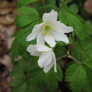 Photographie n°714615 du taxon Anemone nemorosa L. [1753]