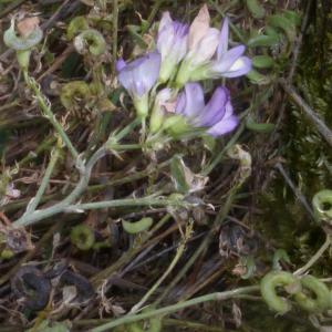 Photographie n°714659 du taxon Medicago sativa subsp. ambigua (Trautv.) Tutin