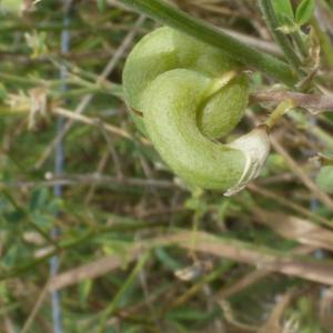 Photographie n°714660 du taxon Medicago sativa subsp. ambigua (Trautv.) Tutin