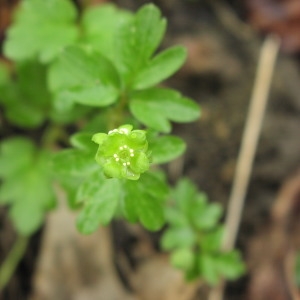 Photographie n°714675 du taxon Adoxa moschatellina L. [1753]