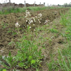 Photographie n°715579 du taxon Eruca sativa Mill. [1768]