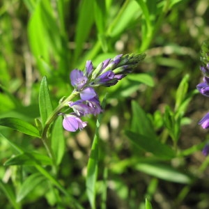 Photographie n°715585 du taxon Polygala vulgaris L. [1753]