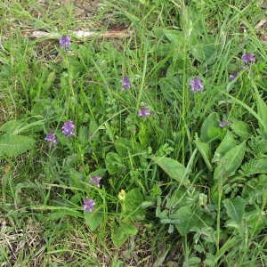 Photographie n°715587 du taxon Polygala vulgaris L. [1753]