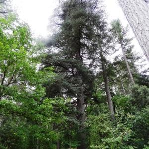 Photographie n°716079 du taxon Cedrus atlantica (Manetti ex Endl.) Carrière [1855]