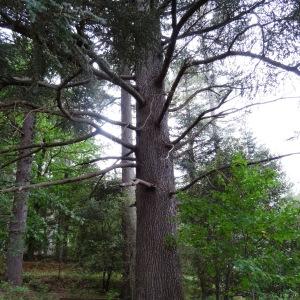 Photographie n°716080 du taxon Cedrus atlantica (Manetti ex Endl.) Carrière [1855]