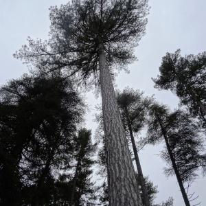 Photographie n°716083 du taxon Pinus nigra var. corsicana (Loudon) Hyl. [1913]