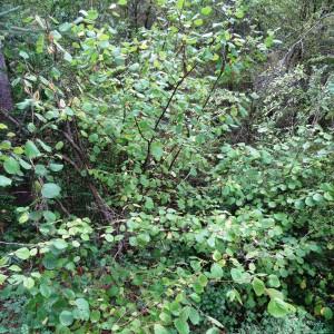 Photographie n°716085 du taxon Corylus avellana L.