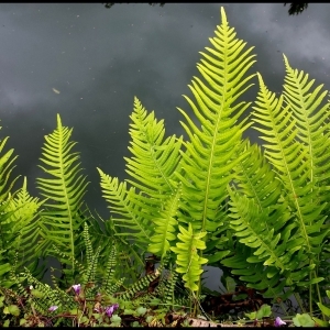  - Polypodium vulgare L. [1753]