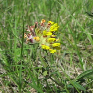  - Anthyllis vulneraria subsp. pseudovulneraria (Sagorski) J.Duvign. [1983]