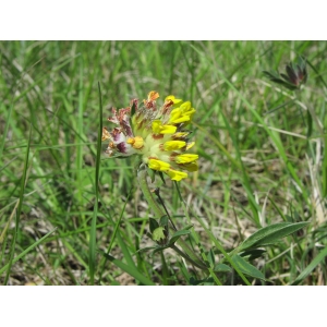 Anthyllis vulneraria subsp. pseudovulneraria (Sagorski) P.Fourn. (Anthyllide)