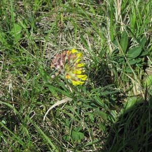  - Anthyllis vulneraria subsp. pseudovulneraria (Sagorski) J.Duvign. [1983]