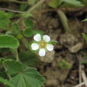  - Potentilla sterilis (L.) Garcke [1856]