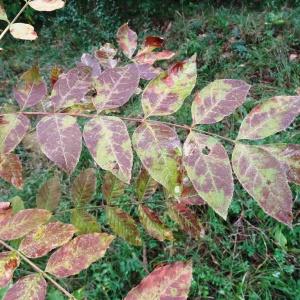 Photographie n°716183 du taxon Fraxinus excelsior subsp. excelsior