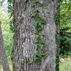 Photographie n°716188 du taxon Quercus pubescens subsp. pubescens