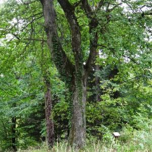 Photographie n°716189 du taxon Quercus pubescens subsp. pubescens