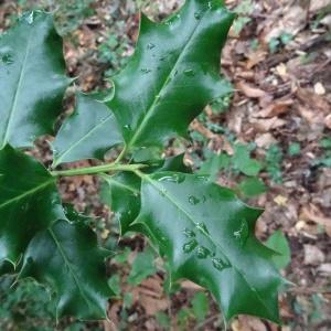 Photographie n°716197 du taxon Ilex aquifolium L. [1753]