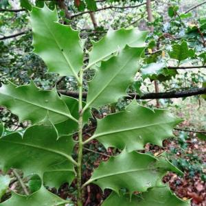 Photographie n°716198 du taxon Ilex aquifolium L. [1753]