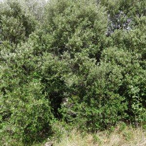  - Quercus ilex subsp. ilex