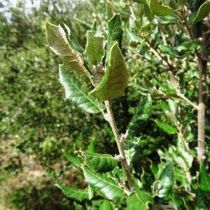  - Quercus ilex subsp. ilex