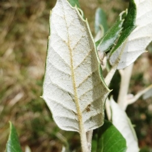  - Quercus ilex subsp. ilex