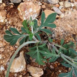  - Scabiosa cinerea Lapeyr. ex Lam. [1792]