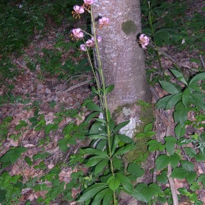 Photographie n°716252 du taxon Lilium martagon L. [1753]