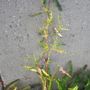 Photographie n°716268 du taxon Rumex crispus L. [1753]