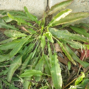 Photographie n°716269 du taxon Rumex crispus L. [1753]