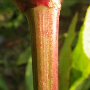 Photographie n°716272 du taxon Rumex crispus L. [1753]