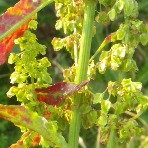 Photographie n°716273 du taxon Rumex crispus L. [1753]