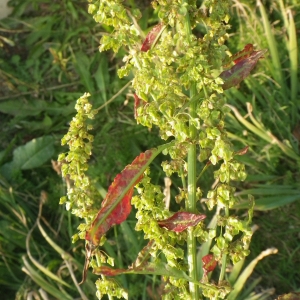 Photographie n°716274 du taxon Rumex crispus L. [1753]