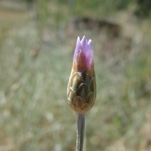  - Xeranthemum cylindraceum Sm. [1813]