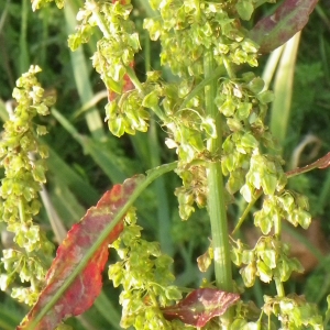 Photographie n°716276 du taxon Rumex crispus L. [1753]