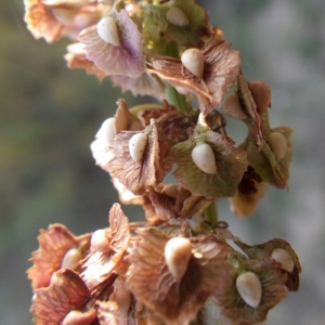 Photographie n°716283 du taxon Rumex crispus L. [1753]