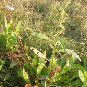 Photographie n°716289 du taxon Rumex crispus L. [1753]