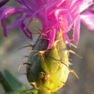  - Centaurea aspera L. [1753]