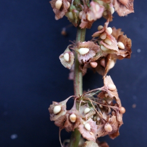 Photographie n°716366 du taxon Rumex crispus L. [1753]