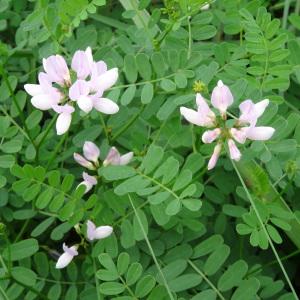 Photographie n°716381 du taxon Astragalus alpinus subsp. alpinus