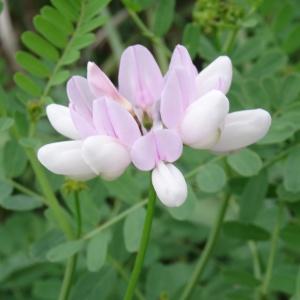 Photographie n°716382 du taxon Astragalus alpinus subsp. alpinus