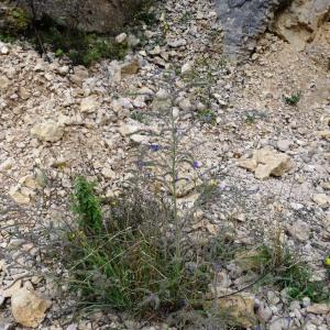 Photographie n°716394 du taxon Echium vulgare L. [1753]