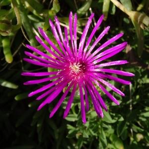  - Delosperma cooperi (Hook.f.) L.Bolus [1927]