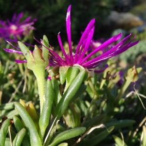  - Delosperma cooperi (Hook.f.) L.Bolus [1927]