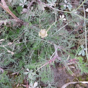 Photographie n°716434 du taxon Tripleurospermum inodorum (L.) Sch.Bip. [1844]
