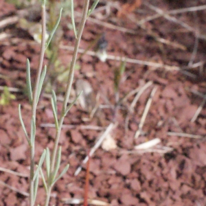 Photographie n°716514 du taxon Linaria simplex (Willd.) DC. [1805]