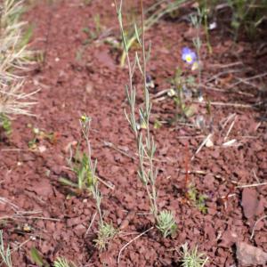 Photographie n°716523 du taxon Linaria simplex (Willd.) DC. [1805]