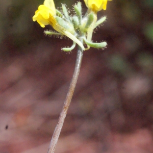 Photographie n°716533 du taxon Linaria simplex (Willd.) DC. [1805]