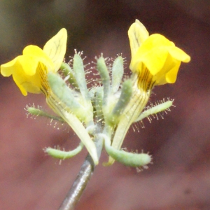  - Linaria simplex (Willd.) DC. [1805]